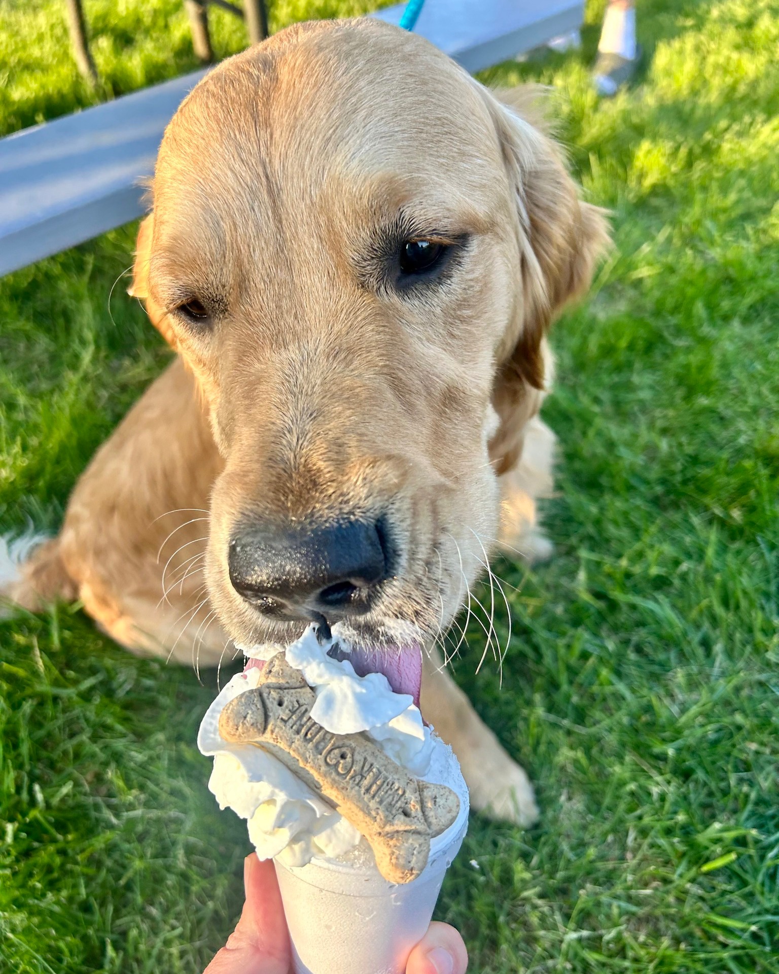 Golden retriever enjoying a Pup Cup
